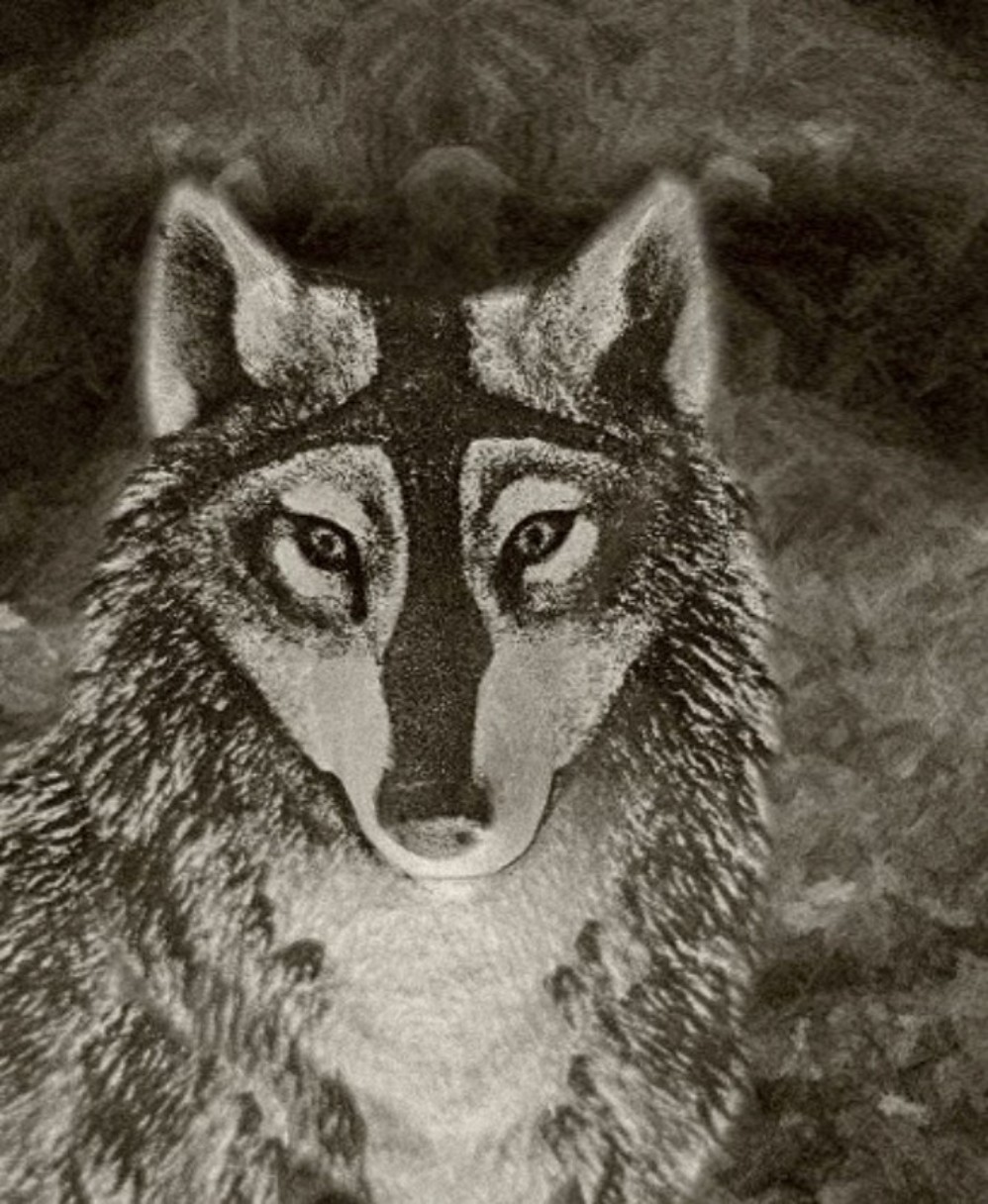 2) Bild Wolf bearbeitet